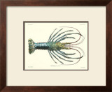 Crustacean IV Prints by Pierre Siebold