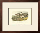Marmot Squirrel Art by John James Audubon