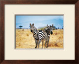 Le Zebre A Deux Tetes Art by Pierre Douay