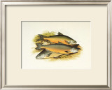 Windermere Charr Prints