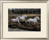 Equus, Camargue, France Poster by Hans W. Sylvester