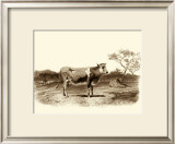 Bovine I Posters por Emile Van Marck Bovine I Posters por Emile Van Marck