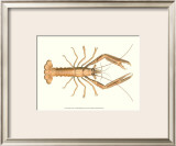 Antique Lobster I Poster by James Sowerby