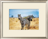 Le Zebre A Deux Tetes Posters by Pierre Douay