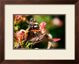 Red Admiral Print by Antonia Illsley