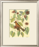 The Chatterer Prints by Mark Catesby