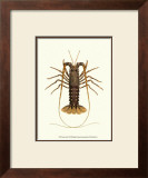 Antique Lobster IV Posters by James Sowerby