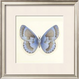 Butterfly VII Limited Edition Framed Print by Sophie Golaz