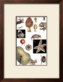 Nature's Curio II Prints