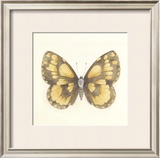 Butterfly VI Limited Edition Framed Print by Sophie Golaz