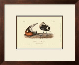 Hudsonian Godwit Poster by John James Audubon