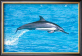 Spinner Dolphins Prints by Michael S. Nolan