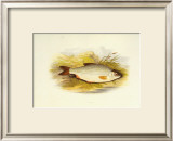 Roach Prints