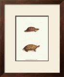 Antique Turtles I Prints by J.W. Hill