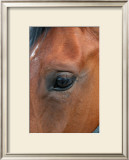 Looking Into the Horizon Print by Antonia Illsley
