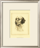 Danchin Setter Posters by Danchin 