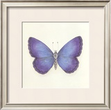 Butterfly II Limited Edition Framed Print by Sophie Golaz