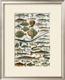 Poissons Prints
