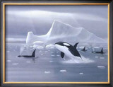 Orcas in Northern Waters Prints by David Jean