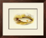 Roach Print
