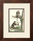 Macaque and Douc Monkeys Prints by Daniel Diderot