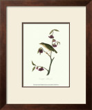 Thrush Prints by John James Audubon