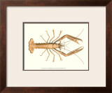Antique Lobster I Prints by James Sowerby