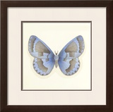 Butterfly VII Limited Edition Framed Print by Sophie Golaz