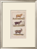 Brebis Prints