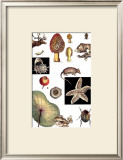 Nature's Curio II Print