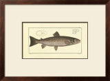 Trout Poster by Marcus Elieser Bloch