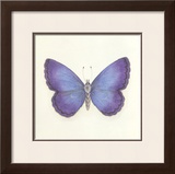 Butterfly II Limited Edition Framed Print by Sophie Golaz