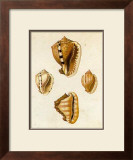 Conchology  Cassis Poster by W. Miller