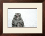 Monkey on Hot Spring Ground Poster by Takashi Kirita