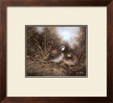 Quail Study Prints by Jamie Carter