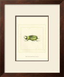 Green Beetle Posters