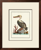 Pelican Posters by George Edwards