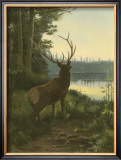 Elk Prints by Oliver Kemp