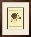 Danchin Brittany Spaniel Prints by Danchin 