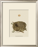 Antique Nest and Egg I Print by Reverend Francis O. Morris
