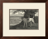 Staghound Art by John Scott