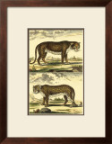 Panther and Leopard Prints by Denis Diderot