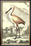 Antique Spoonbill Print by J.E. Deseve