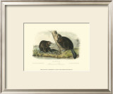 American Beaver Prints by John James Audubon