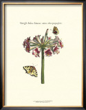 Butterflies and Blossoms III Prints by Johann Theodore de Bry