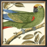 Tropical Parrot I Posters by Martinet 