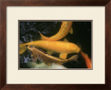 Golden Japanese Koi Fish Art by Ryuji Adachi