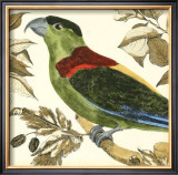 Tropical Parrot IV Prints by Martinet 