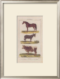 Cheval Prints