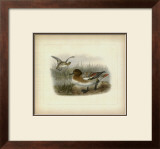 Redcrested Pochard Print by J. G. Keuleman